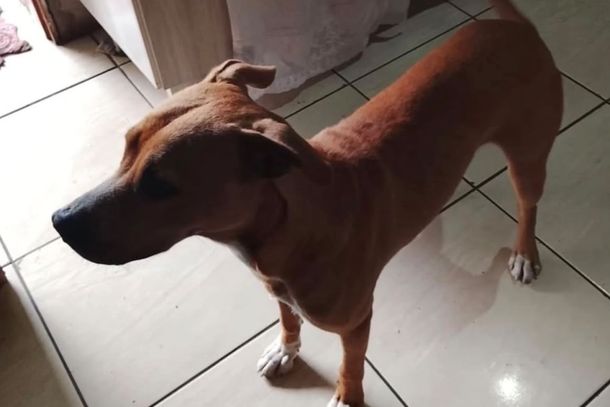 Animal foi acolhido por moradora do Jardim Renascer, que n&atilde;o tem condi&ccedil;&otilde;es de mant&ecirc;-lo; volunt&aacute;rios buscam uma fam&iacute;lia para ado&ccedil;&atilde;o.