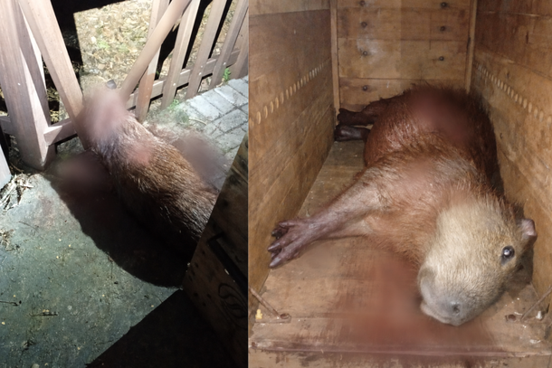Uma capivara morreu ap&oacute;s ficar presa em uma cerca de madeira e sofrer um poss&iacute;vel ataque de c&atilde;es na noite desta segunda-feira (10), no Parque Ouro Branco, em Paranava&iacute;.