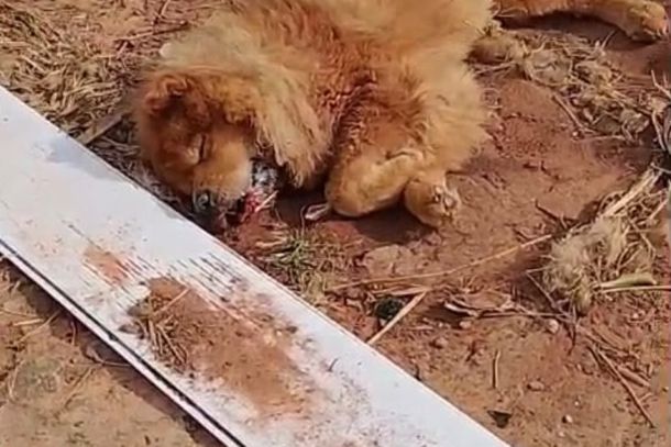 Chow-Chow &eacute; resgatado em estado cr&iacute;tico e tutor &eacute; preso em flagrante por maus-tratos em Paranava&iacute;