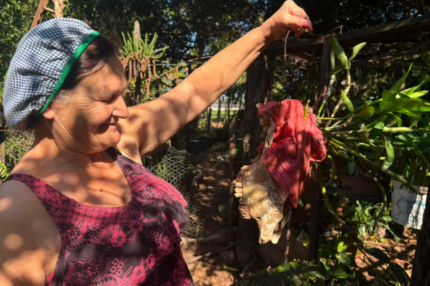 Moradora de Guaira&ccedil;&aacute; apreciando sua orqu&iacute;dea plantada em uma cabe&ccedil;a de boi (Fonte: Reprodu&ccedil;&atilde;o Luana Borges)