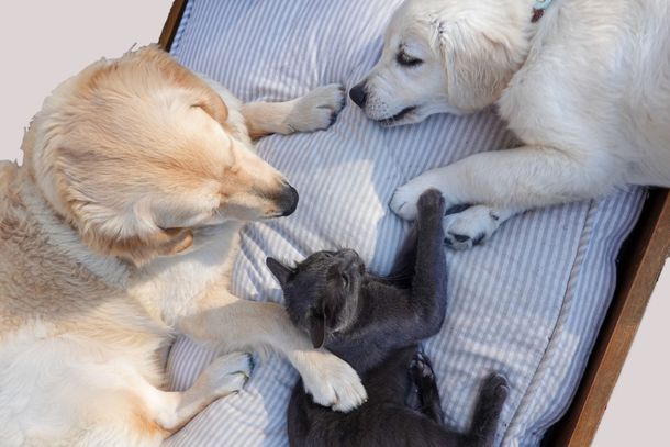Mesmo quem n&atilde;o pretende adotar pode contribuir divulgando a iniciativa e ajudando a encontrar um lar para os animais.