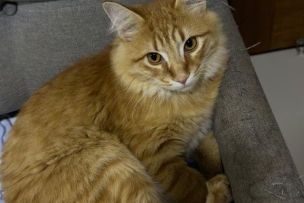 Melqui sumiu na &uacute;ltima quinta-feira (20), em Paranava&iacute;; qualquer informa&ccedil;&atilde;o pode ajudar a encontr&aacute;-lo.