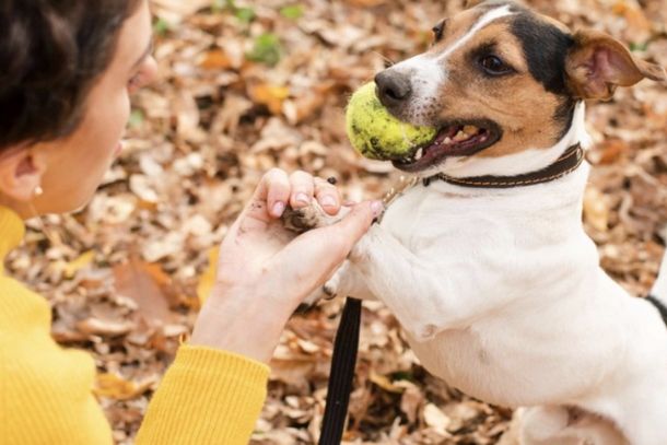 Prefeitura refor&ccedil;a que c&atilde;es e gatos n&atilde;o devem circular sozinhos e orienta o uso de guia e coleira em espa&ccedil;os p&uacute;blicos. 