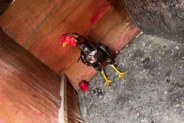 Animais feridos e mutilados, esporas artificiais e cinco p&aacute;ssaros silvestres sem documenta&ccedil;&atilde;o foram encontrados no im&oacute;vel.