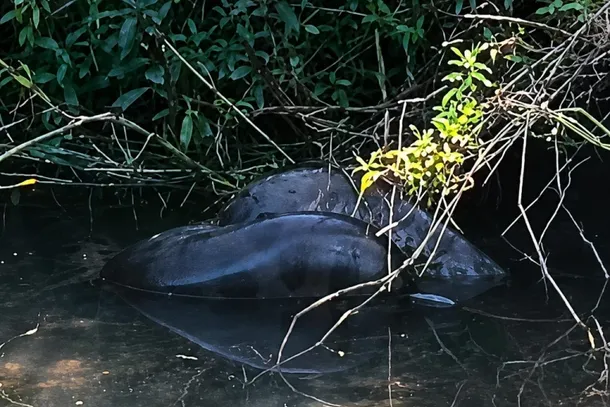 Animal de grandes propor&ccedil;&otilde;es foi avistado por um pescador em Jardim Olinda.