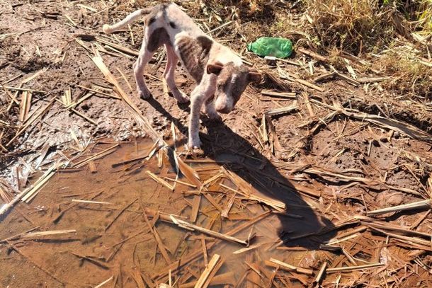 Mulher &eacute; presa por maus-tratos ap&oacute;s c&atilde;o ser encontrado desnutrido em Para&iacute;so do Norte.