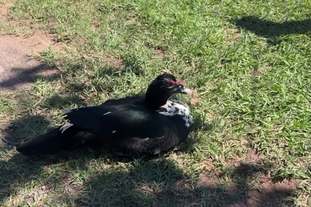 Quem tiver interesse em oferecer um novo lar ao pato pode procurar a SPAP de Paranava&iacute; e obter mais informa&ccedil;&otilde;es sobre a ado&ccedil;&atilde;o.
