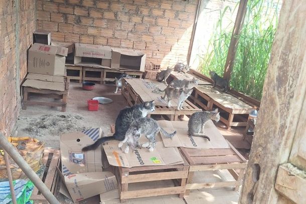 Homem de 76 anos foi conduzido &agrave; delegacia ap&oacute;s policiais encontrarem c&atilde;es, gatos e aves silvestres em condi&ccedil;&otilde;es inadequadas.