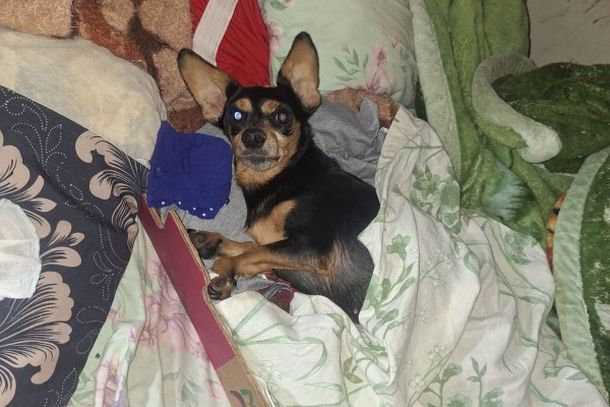 Homem de 76 anos foi conduzido &agrave; delegacia ap&oacute;s policiais encontrarem c&atilde;es, gatos e aves silvestres em condi&ccedil;&otilde;es inadequadas.