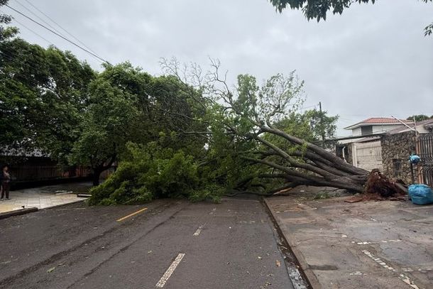 Queda aconteceu por volta das 8h na Rua Ant&ocirc;nio Caoneto; segundo moradora, n&atilde;o chovia nem ventava no momento.