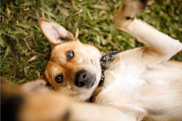 Tatiana precisa de ajuda para organizar novo espa&ccedil;o e manter c&atilde;es e gatos enquanto as vendas n&atilde;o s&atilde;o retomadas; previs&atilde;o de reabertura &eacute; para novembro.