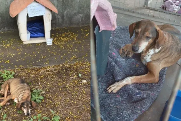 Animal foi encontrado no Jardim Tropical e recebia ajuda de moradores da regi&atilde;o. Ap&oacute;s o resgate, foi encaminhado a uma cl&iacute;nica veterin&aacute;ria para exames e prepara&ccedil;&atilde;o para cirurgia.