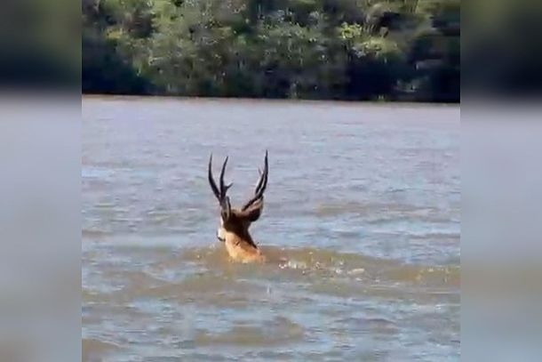 Um cervo-do-pantanal, esp&eacute;cie considerada amea&ccedil;ada de extin&ccedil;&atilde;o, foi flagrado no Porto Maring&aacute;, em Marilena, na manh&atilde; desta ter&ccedil;a-feira (20).