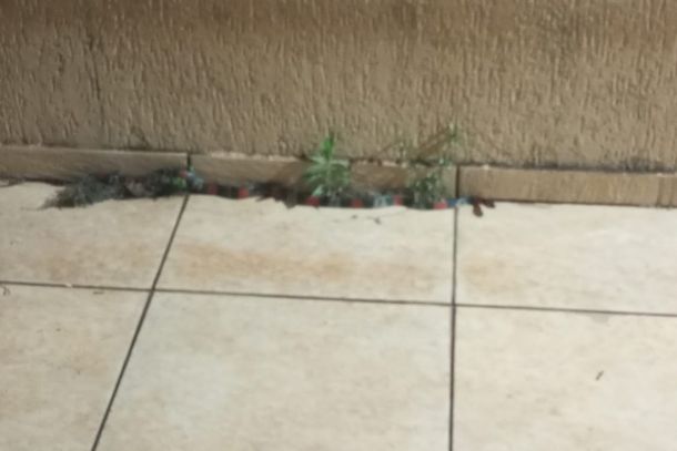  Patrulha Ambiental da Guarda Civil Municipal realizou a captura e soltura do animal em uma &aacute;rea de mata.