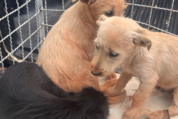 Animais foram encontrados em uma estrada de terra e est&atilde;o sob cuidados da Sociedade Protetora dos Animais de Paranava&iacute;, que busca informa&ccedil;&otilde;es e novos lares.