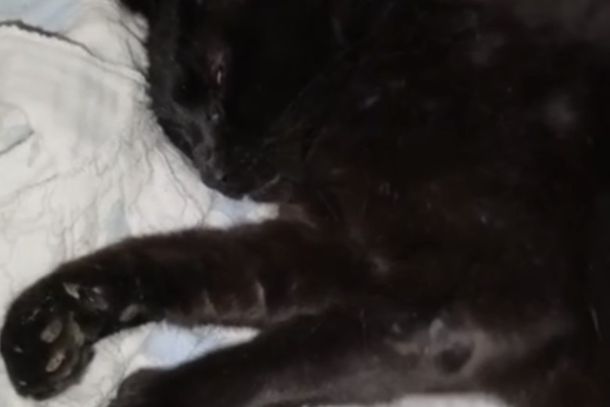 Bento foi encontrado desmaiado e precisa de uma consulta veterin&aacute;ria de urg&ecirc;ncia; grupo busca doa&ccedil;&otilde;es para custear o atendimento.