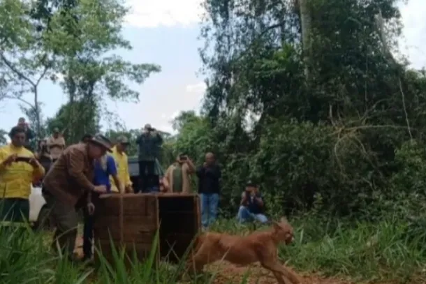 Filhote chegou a hospital veterin&aacute;rio sem conseguir ficar em p&eacute; e corria risco de perder uma das patas; animal foi devolvido &agrave; natureza no interior de S&atilde;o Paulo.