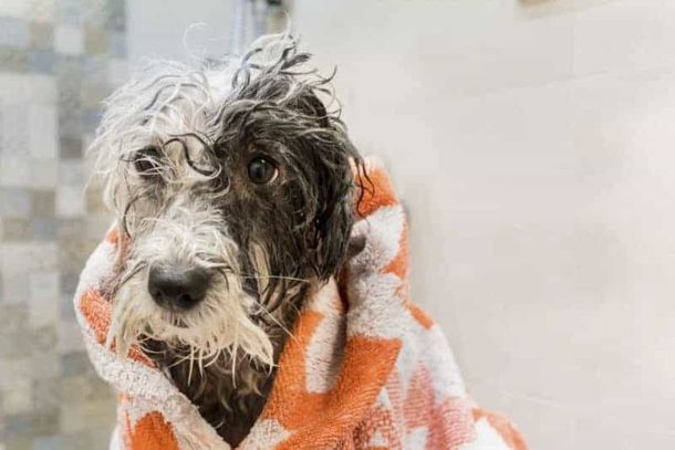 A iniciativa refor&ccedil;a a import&acirc;ncia da participa&ccedil;&atilde;o da comunidade para ajudar a manter os cuidados e o bem-estar dos animais atendidos pela institui&ccedil;&atilde;o.