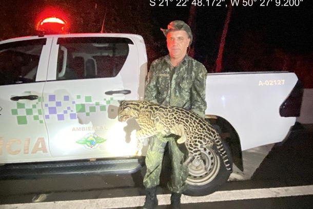 Jaguatirica &eacute; encontrada sem vida pela Pol&iacute;cia Ambient