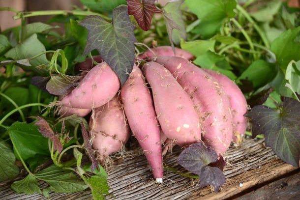 Batata doce 