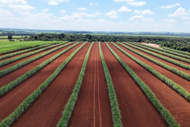 Produtores de cana-de-a&ccedil;&uacute;car de Pen&aacute;polis e regi&atilde;o s&atilde;o convidados para levantamento de custos de produ&ccedil;&atilde;o do projeto Campo Futuro
