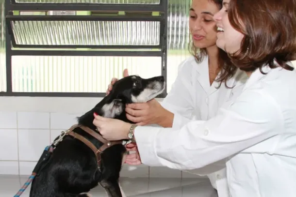 Embora a pol&iacute;cia e a Justi&ccedil;a sejam respons&aacute;veis por investigar e punir os autores dos maus-tratos, o cuidado com o animal depende de toda a comunidade