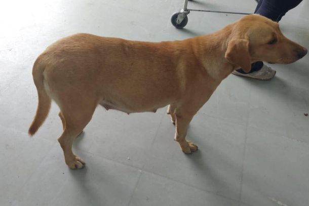 Cachorra gr&aacute;vida aparece no Delavitta e moradores tentam encontrar dono