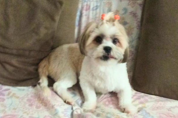 Ariel, da ra&ccedil;a Shih-tzu, sumiu no bairro Adonai e fam&iacute;lia pede ajuda.