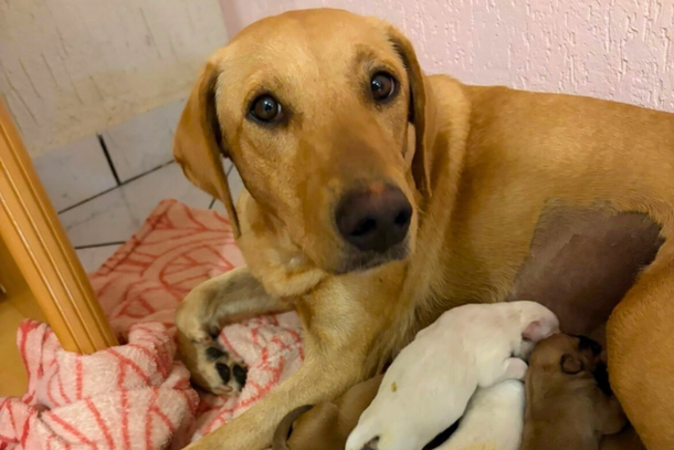 Cadela passa por cirurgia ap&oacute;s parto dif&iacute;cil e se recupera bem
