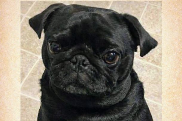 Fam&iacute;lia procura cachorro que sumiu no bairro Ad&eacute;lio e pede ajuda da popula&ccedil;&atilde;o
