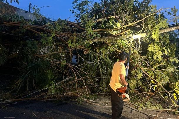 Porto Velho registra 25 ocorr&ecirc;ncias com &aacute;rvores em 2026; veja como agir em temporais