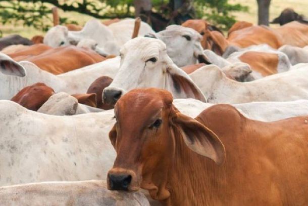 Bovinos e bubalinos de todas as idades devem ser imunizados 