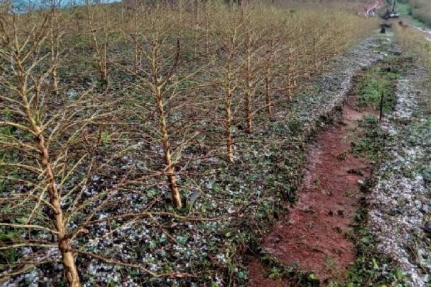 Lavouras de caf&eacute; do Sul de Minas foram atingidas e prejudicadas pelo granizo 