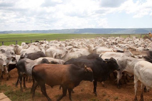 A expectativa &eacute; de que sejam imunizados em Minas Gerais cerca de 25,7 milh&otilde;es de bovinos e bubalinos de todas as idades 