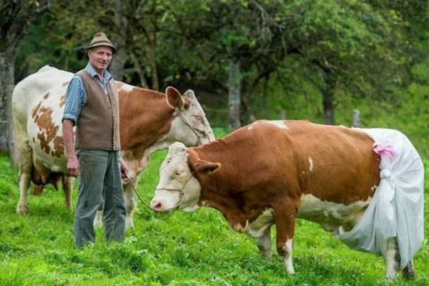 As fraldas visam prender as flatul&ecirc;ncias e arrotos em um esfor&ccedil;o para reduzir as emiss&otilde;es de g&aacute;s metano em 30% at&eacute; 2030