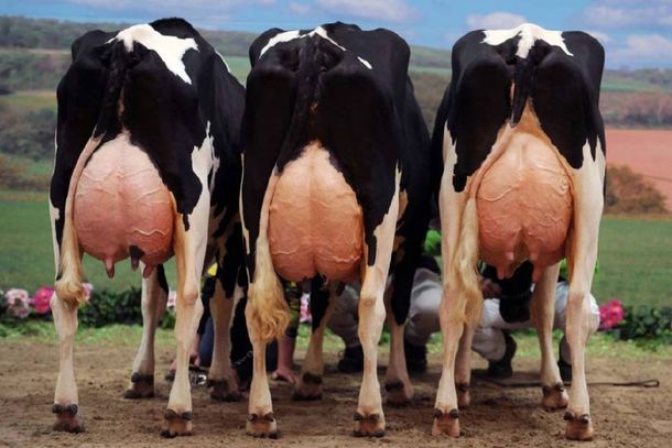 Ind&uacute;stria descarta a ideia de colocar fraldas em bovinos 