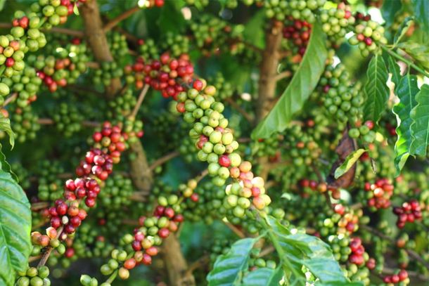 PIB gerado pela cafeicultura na regi&atilde;o de Pouso Alegre chegou a R$ 489 milh&otilde;es no ano passado 