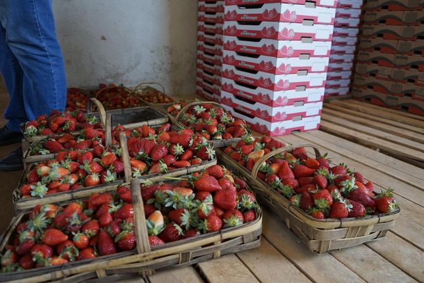 A cada dez morangos consumidos no Brasil, nove foram produzidos em Pouso Alegre 