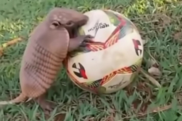 O tatu mostra habilidade ao correr atr&aacute;s da bola ou dos jogadores 