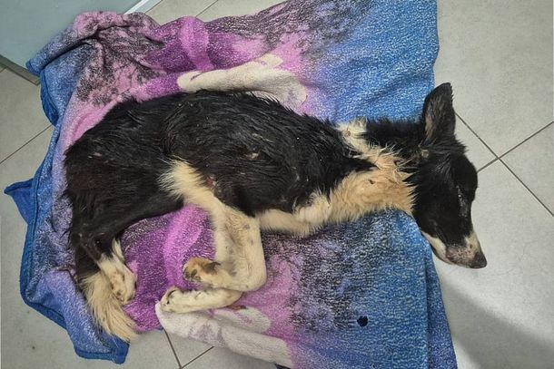 O c&atilde;o da ra&ccedil;a Border Collie ficou sem &aacute;gua e comida por v&aacute;rios dias