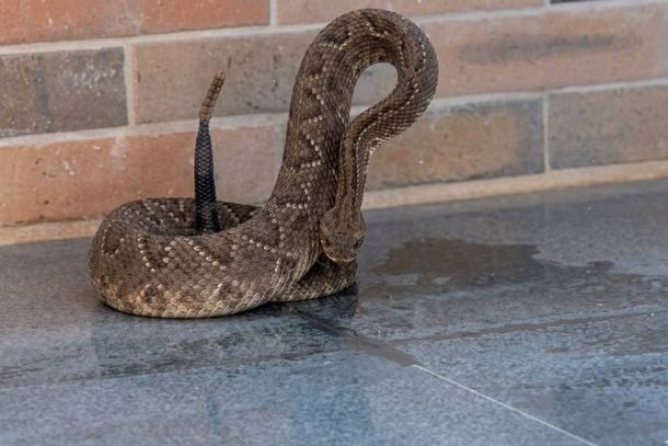 Cobra cascavel invade escola técnica e mobiliza bombeiros em Varginha