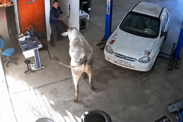 Ap&oacute;s v&aacute;rias tentativas de conten&ccedil;&atilde;o, o animal foi dominado com o uso de la&ccedil;os e retirado da oficina em seguran&ccedil;a