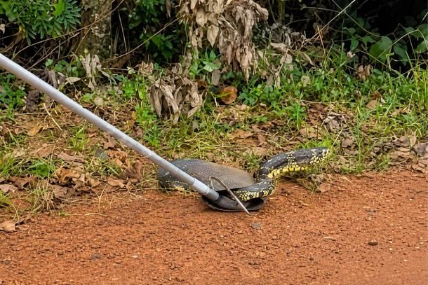 A serpente se escondeu no interior de uma bota de borracha e foi solta em &aacute;rea de mata 