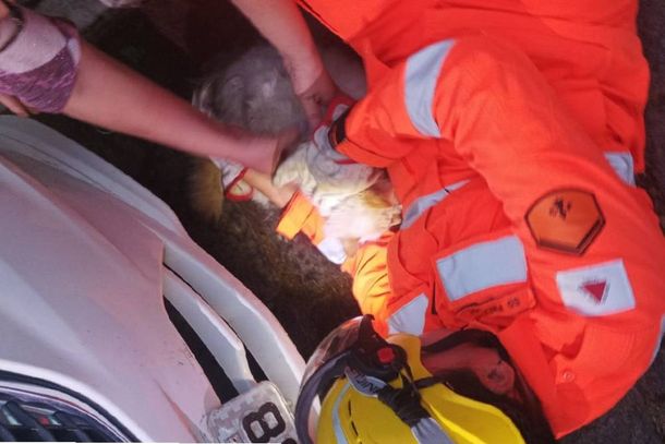 Al&eacute;m da gata, equipes do Corpo de Bombeiros tamb&eacute;m resgataram tucano em situa&ccedil;&atilde;o de risco
