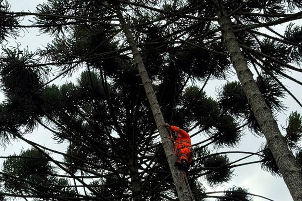 Bombeiros utilizaram t&eacute;cnicas de rapel para resgatar o bichano do alto da arauc&aacute;ria 