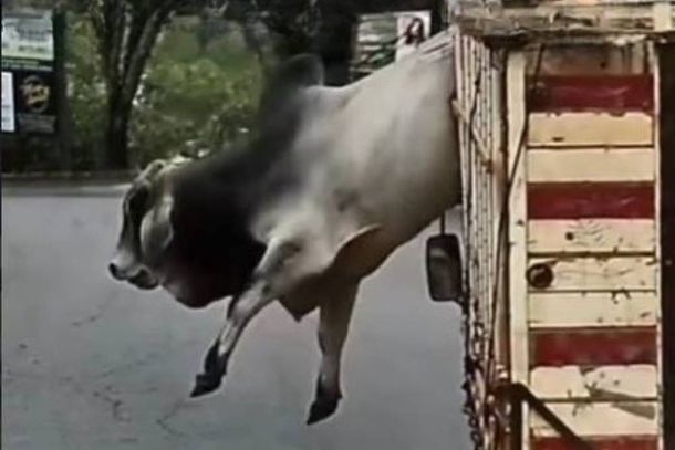 De repente o animal de grande porte salta por cima da grade e cai na pista 
