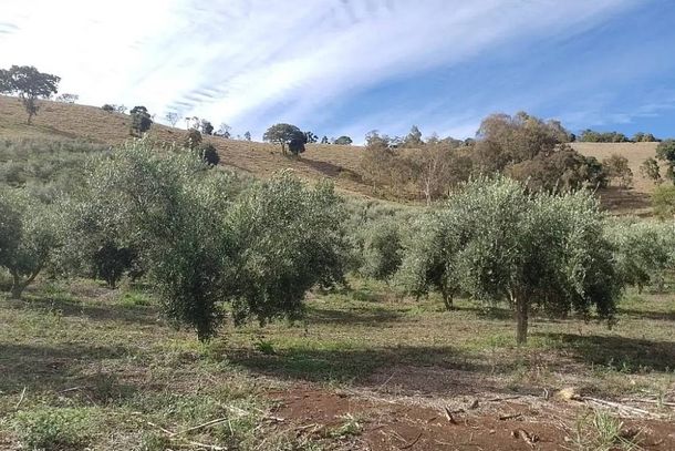 planta&ccedil;&atilde;o de oliveiras em Cristina, no Sul de Minas 