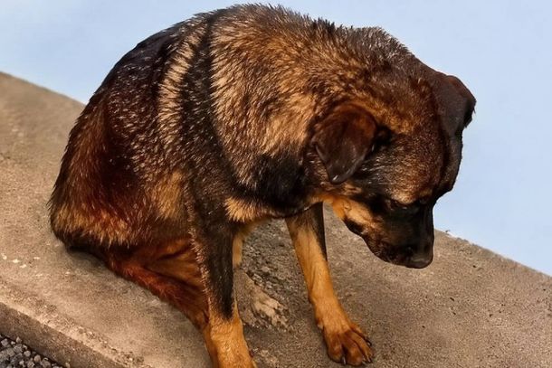 O cachorro recebeu v&aacute;rios golpes de faca 
