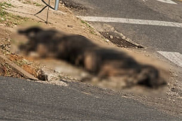 O cachorro foi encontrado em chamas numa via do bairro Nossa Senhora da Penha 