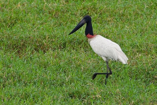 O tuiui&uacute; &eacute; ave s&iacute;mbolo do Pantanal 